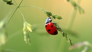 ladybug