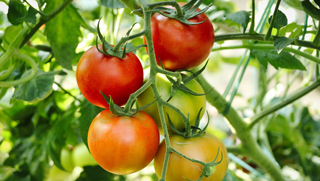 Tomaten